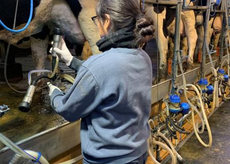 Gezer - Milk Farm Work